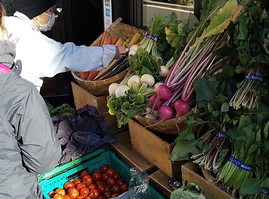 野菜を選ぶおばちゃん